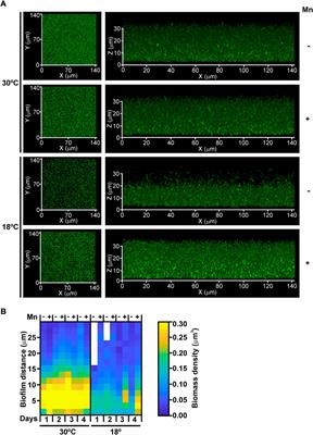 Manganese oxidation counteracts the deleterious effect of low temperatures on biofilm formation in Pseudomonas sp. MOB-449